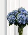Hortensia snittblomma blå/grön